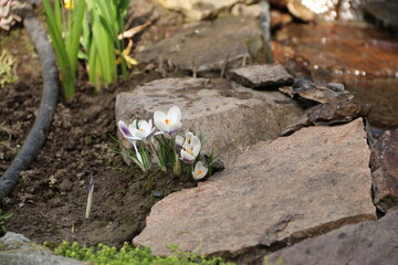 flowers, park, greenery, nature, lawns, garden, courtyard, crocuses, tulips, daffodils, spring