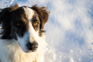 white dog having fun in fresh snow winter fun with pets