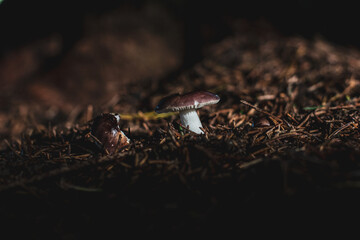 Mushroom Growing In The Forest