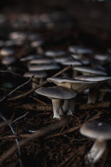 Mushroom Growing In The Forest