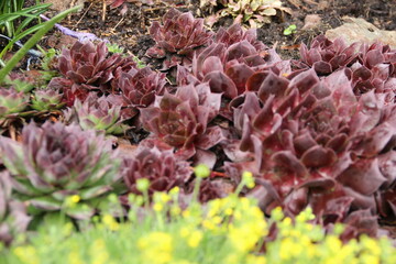 flowers, park, greenery, nature, lawns, garden, courtyard, crocuses, tulips, daffodils, spring