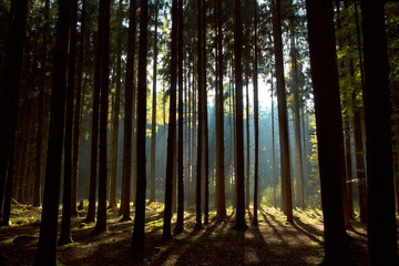 Obraz premium Autumnal forest