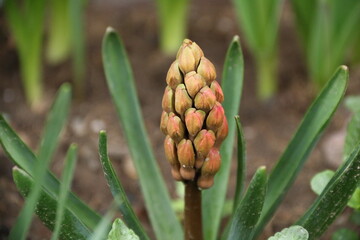 flowers, park, greenery, nature, lawns, garden, courtyard, crocuses, tulips, daffodils, spring