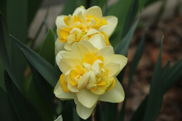 flowers, park, greenery, nature, lawns, garden, courtyard, crocuses, tulips, daffodils, spring