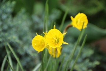 flowers, park, greenery, nature, lawns, garden, courtyard, crocuses, tulips, daffodils, spring