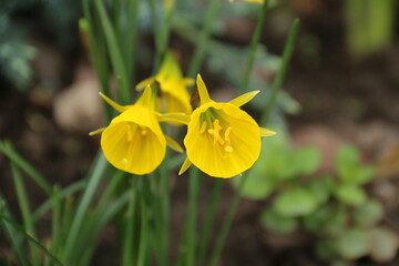 Fototapeta premium flowers, park, greenery, nature, lawns, garden, courtyard, crocuses, tulips, daffodils, spring