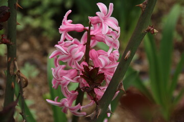 flowers, park, greenery, nature, lawns, garden, courtyard, crocuses, tulips, daffodils, spring