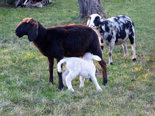 Herd of mountain sheep (Ovis aries) in high mountains