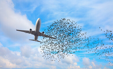 Flock of birds in front of airplane at airport