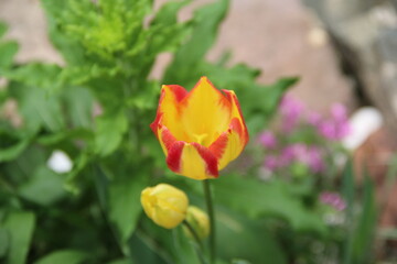 flowers, park, greenery, nature, lawns, garden, courtyard, crocuses, tulips, daffodils, spring