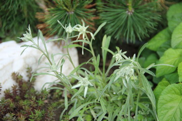 flowers, park, greenery, nature, lawns, garden, courtyard, crocuses, tulips, daffodils, spring