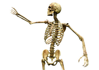 3D Rendering Human Skeleton on White