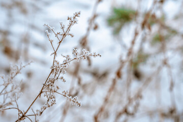 Tree branch covered with snow on the background of a winter forest, close-up