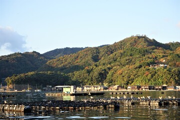 Fototapeta premium Flock of Black-Tailed Gull perched on float at Funaya, boat houses, at Ine bay in Autumn , Ine city, Kyoto, Japann - 京都 伊根の舟屋 海猫 秋の景色