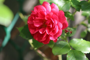 Obraz premium flowers, park, greenery, nature, lawns, garden, courtyard, crocuses, tulips, daffodils, spring