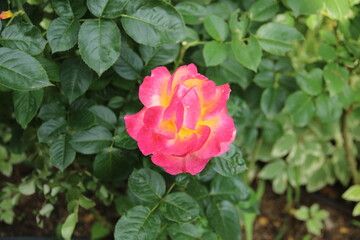 flowers, park, greenery, nature, lawns, garden, courtyard, crocuses, tulips, daffodils, spring