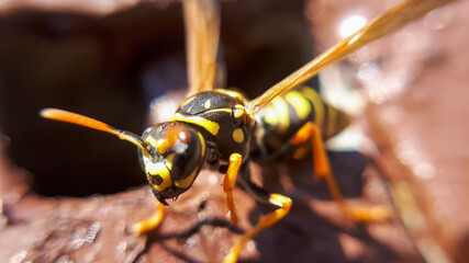 close up of a wasp