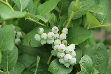 flowers, park, greenery, nature, lawns, garden, courtyard, crocuses, tulips, daffodils, spring