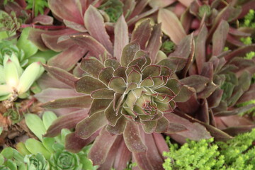 flowers, park, greenery, nature, lawns, garden, courtyard, crocuses, tulips, daffodils, spring