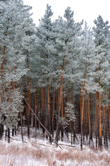 Pine trees covered with snow. Beautiful winter landscape