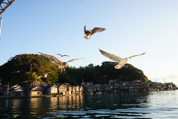 Black Tailed Gull flying with the background of Funaya, boat houses, at Ine bay in Autumn , Ine city, Kyoto, Japan - 海の上を飛ぶウミネコ 伊根の舟屋