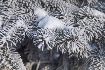 The branches of the Siberian Christmas tree are covered with snow and frost.