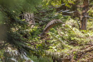 Alpine ibex (Capra ibex) at Benediktenwand mountain, Bavaria, Germany