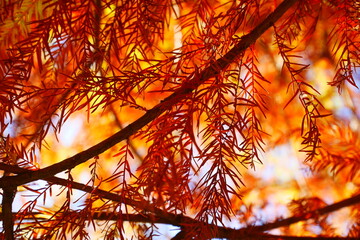 メタセコイアの葉（オレンジ）