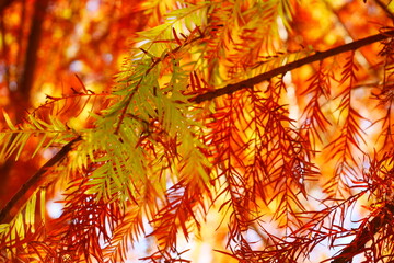 メタセコイアの葉（緑・オレンジ）