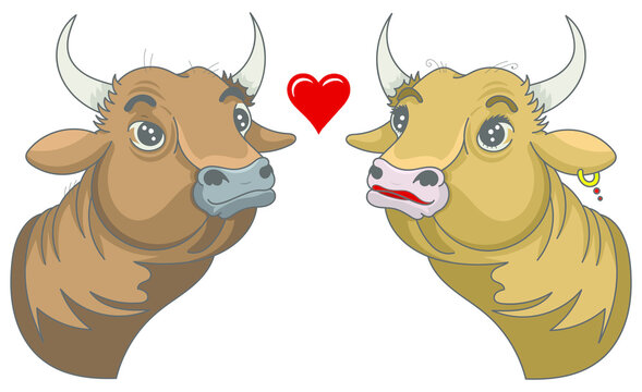Saint-Valentin : Taureau et vache
