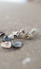 Sea shell