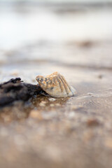Sea shell