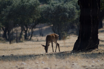 Spanish red deer Cervus elaphus hispanicus. Hind grazing. La Herguijuela Farm. Toril. Caceres. Extremadura. Spain.