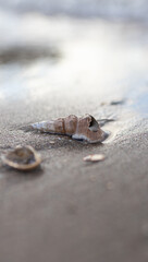 Sea shell