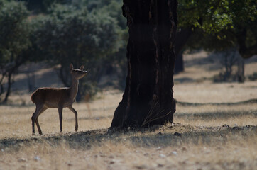 Female Spanish red deer Cervus elaphus hispanicus. La Herguijuela Farm. Toril. Caceres. Extremadura. Spain.