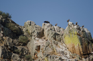 Griffon vultures Gyps fulvus on a cliff. La Portilla del Tietar. Monfrague National Park. Caceres. Extremadura. Spain.