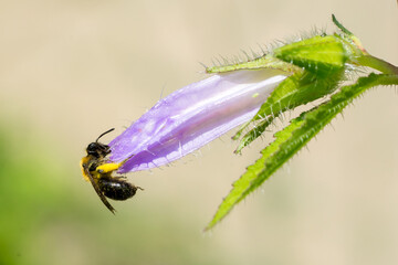 Closeup of a small wild bee on bellflower bud (campanula)