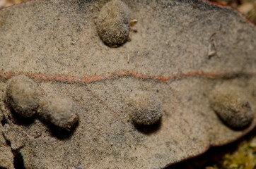 Galls in a fallen leaf of Evergreen oak Quercus ilex. Monfrague National Park. Caceres. Extremadura. Spain.