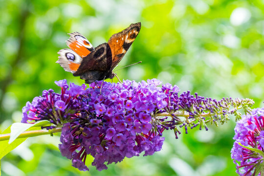 Closeup of a European peacock butterfly (Aglais io) on summer lilac blossoms (Buddleja davidii)