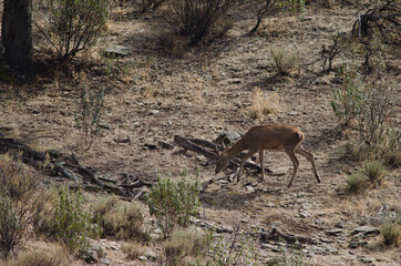 Spanish red deer Cervus elaphus hispanicus. Young stag. Monfrague National Park. Caceres. Extremadura. Spain.