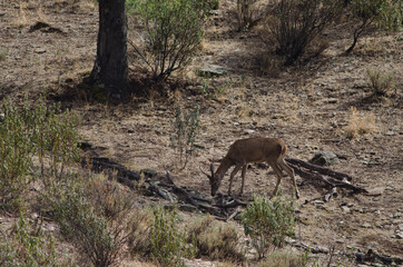 Spanish red deer Cervus elaphus hispanicus. Young stag. Monfrague National Park. Caceres. Extremadura. Spain.