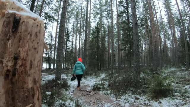 A female visitor is walking through the birch forest in chilly weather for recreation out of corona lockdown in a cloudscape of frozen lake in northern Sweden