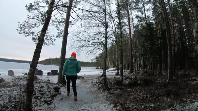 A female visitor is walking through the pine forest in chilly weather for recreation out of corona lockdown in a landscape of frozen lake in northern Sweden