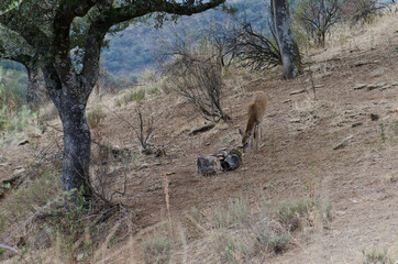 Young Spanish red deer Cervus elaphus hispanicus searching for food. Monfrague National Park. Caceres. Extremadura. Spain.