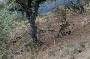Young Spanish red deer Cervus elaphus hispanicus searching for food. Monfrague National Park. Caceres. Extremadura. Spain.