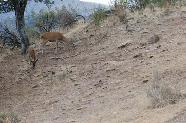 Spanish red deers Cervus elaphus hispanicus searching for food. Female and its cub. Monfrague National Park. Caceres. Extremadura. Spain.