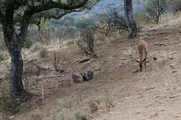 Young Spanish red deer Cervus elaphus hispanicus searching for food. Monfrague National Park. Caceres. Extremadura. Spain.