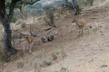 Spanish red deers Cervus elaphus hispanicus. Female and its cub. Monfrague National Park. Caceres. Extremadura. Spain.