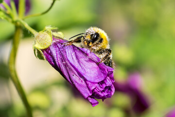 Closeup of a bumble bee covered by pollen on a pink mallow bud