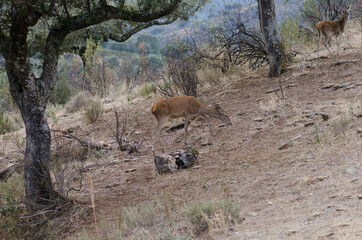 Spanish red deers Cervus elaphus hispanicus. Female and its cub in the background. Monfrague National Park. Caceres. Extremadura. Spain.